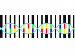 Che specie è? Il DNA barcoding