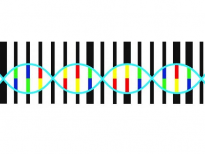 Che specie è? Il DNA barcoding