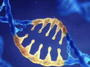 DNA ricombinante: l’insulina sintetica